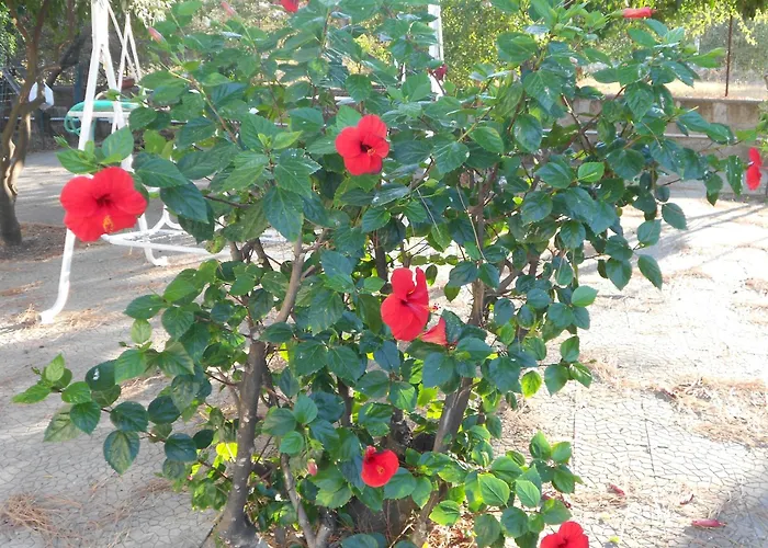 O Marinariello